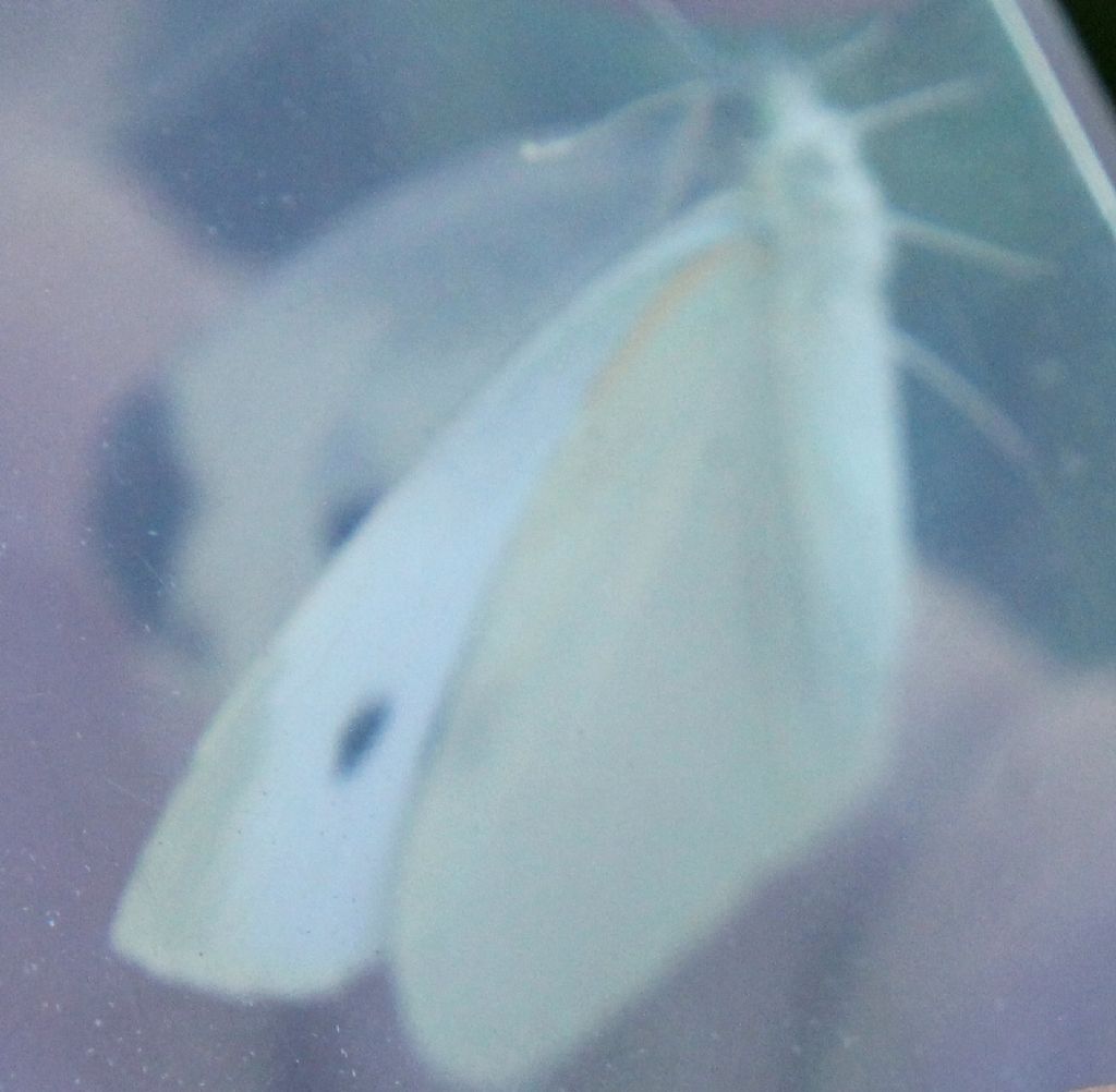 Pieris rapae?  S